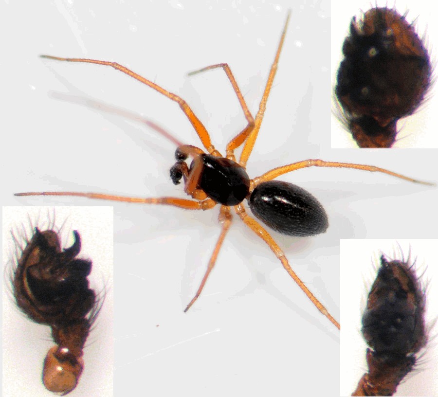 Hylyphantes_nigritus-4.jpg