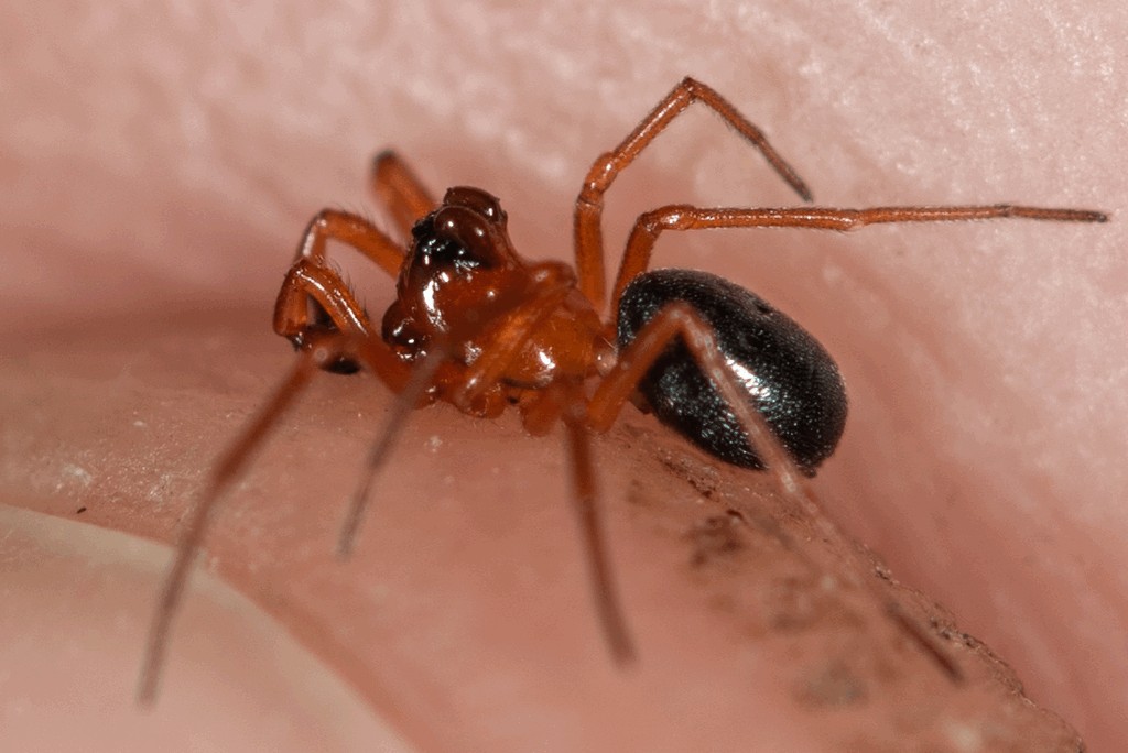 Hypomma_bituberculatum-1.jpg