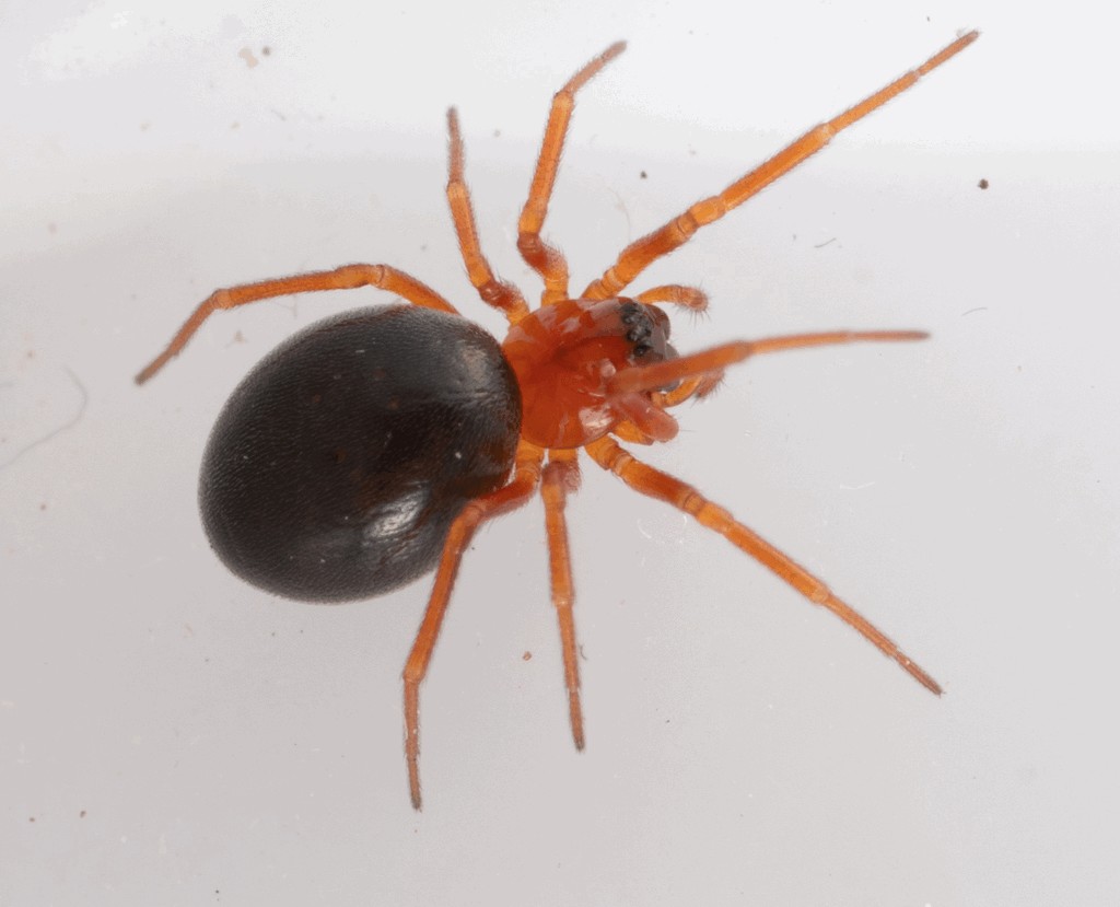 Hypomma_bituberculatum-3.jpg