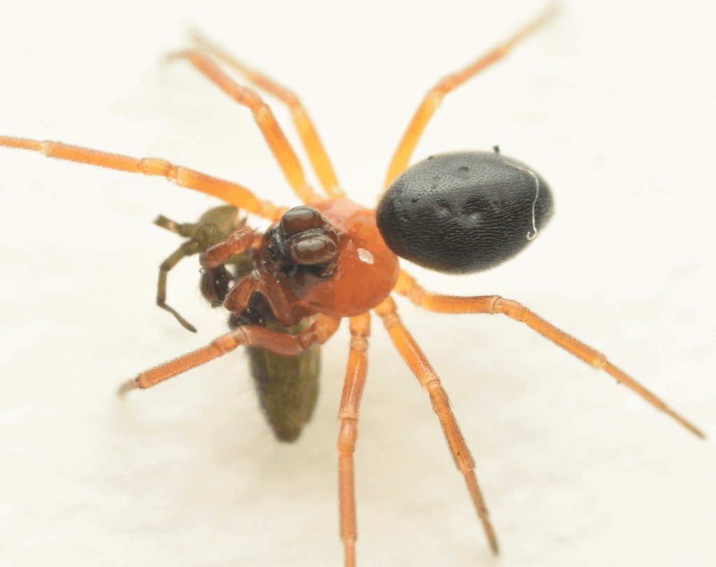 Hypomma_bituberculatum-4.jpg