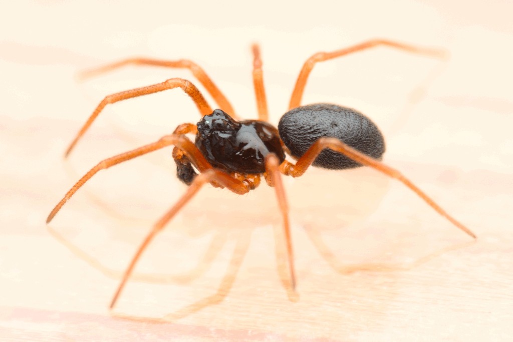 Hypomma_cornutum-1.jpg