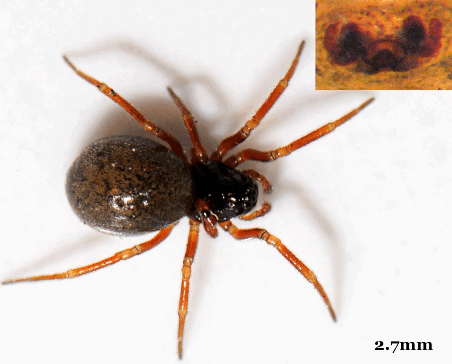Hypomma_cornutum-2.jpg