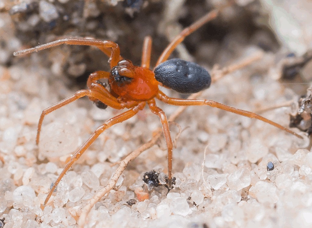 Hypomma_fulvum-1.jpg