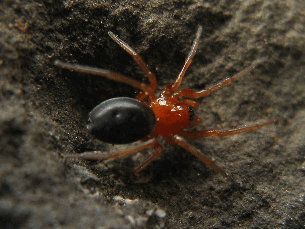 Hypomma_fulvum-2.jpg