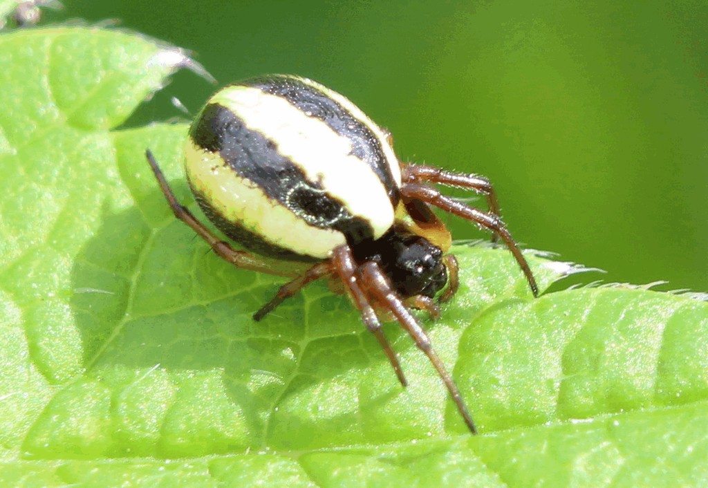Hypsosinga_pygmaea-1.jpg
