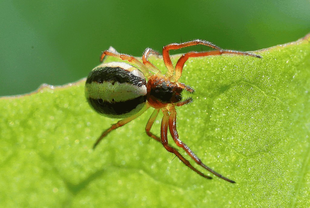 Hypsosinga_pygmaea-2.jpg