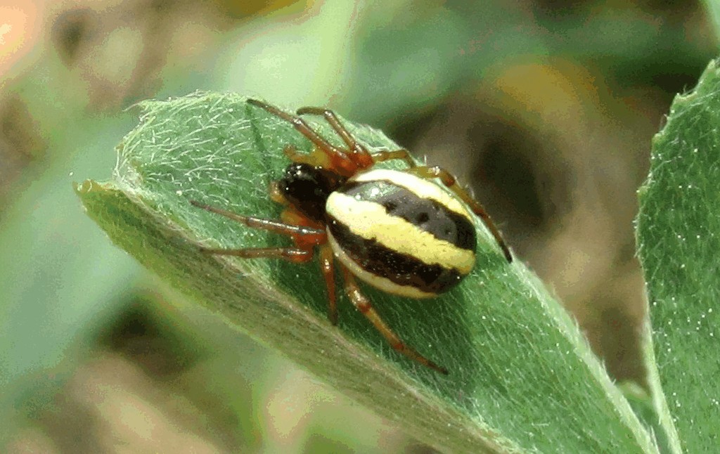 Hypsosinga_pygmaea-3.jpg