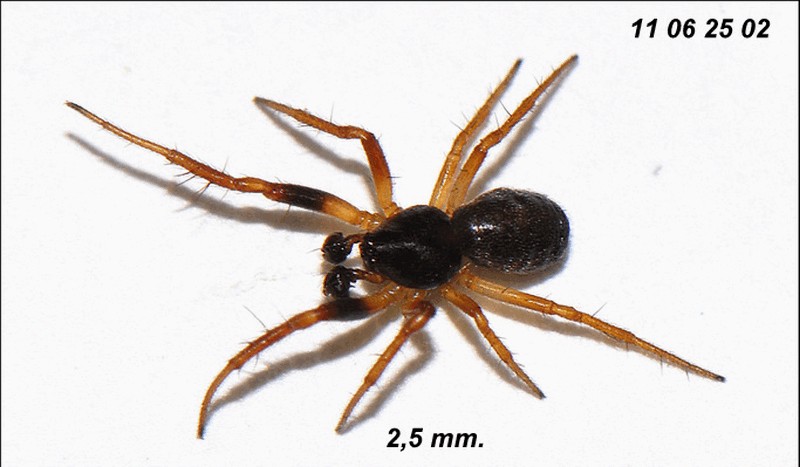 Hypsosinga_pygmaea-5.jpg
