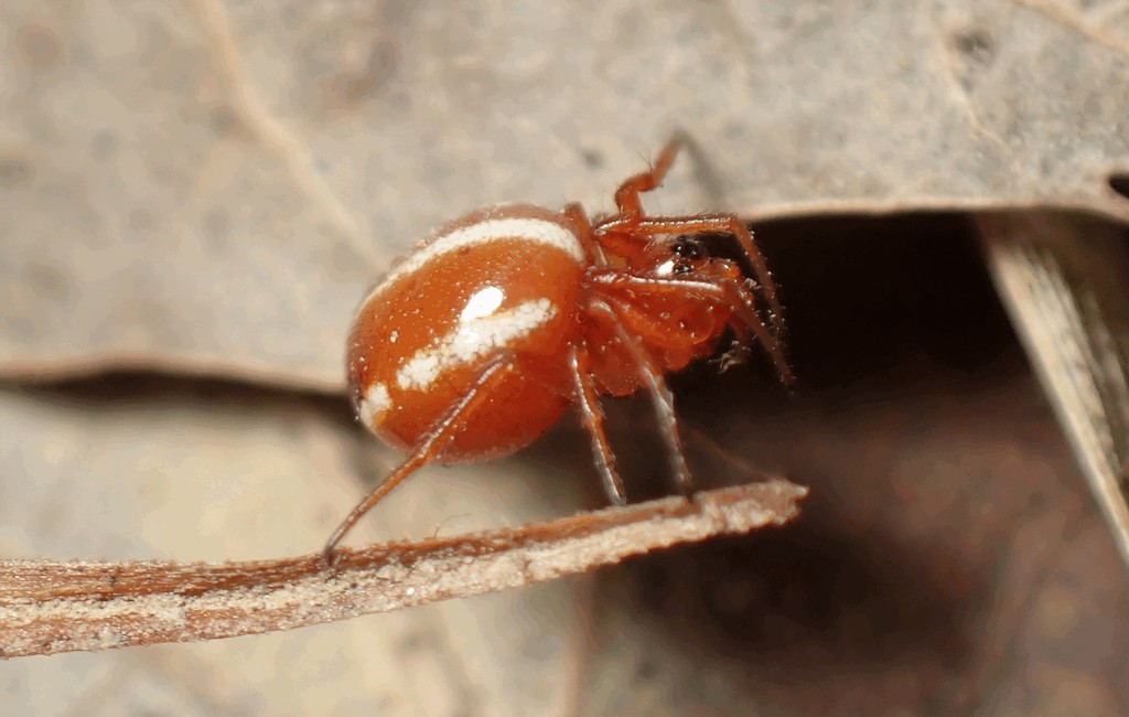 Hypsosinga_sanguinea-2.jpg
