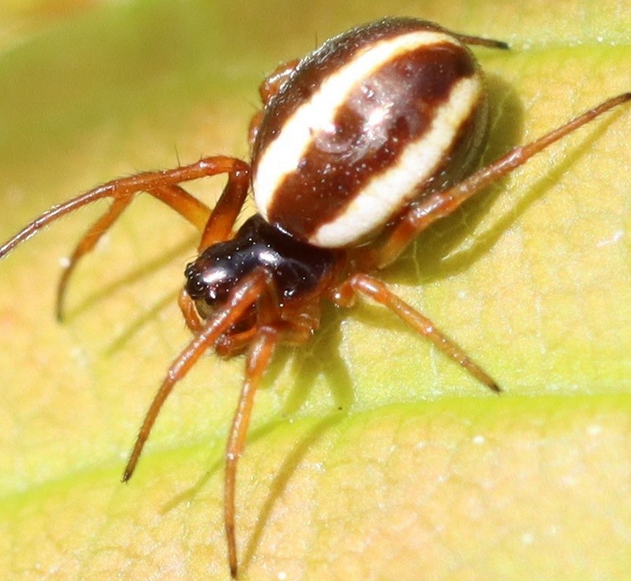 Hypsosinga_sanguinea-3.jpg