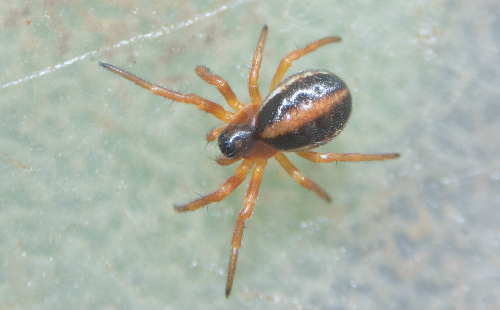 Hypsosinga_sanguinea-4.jpg