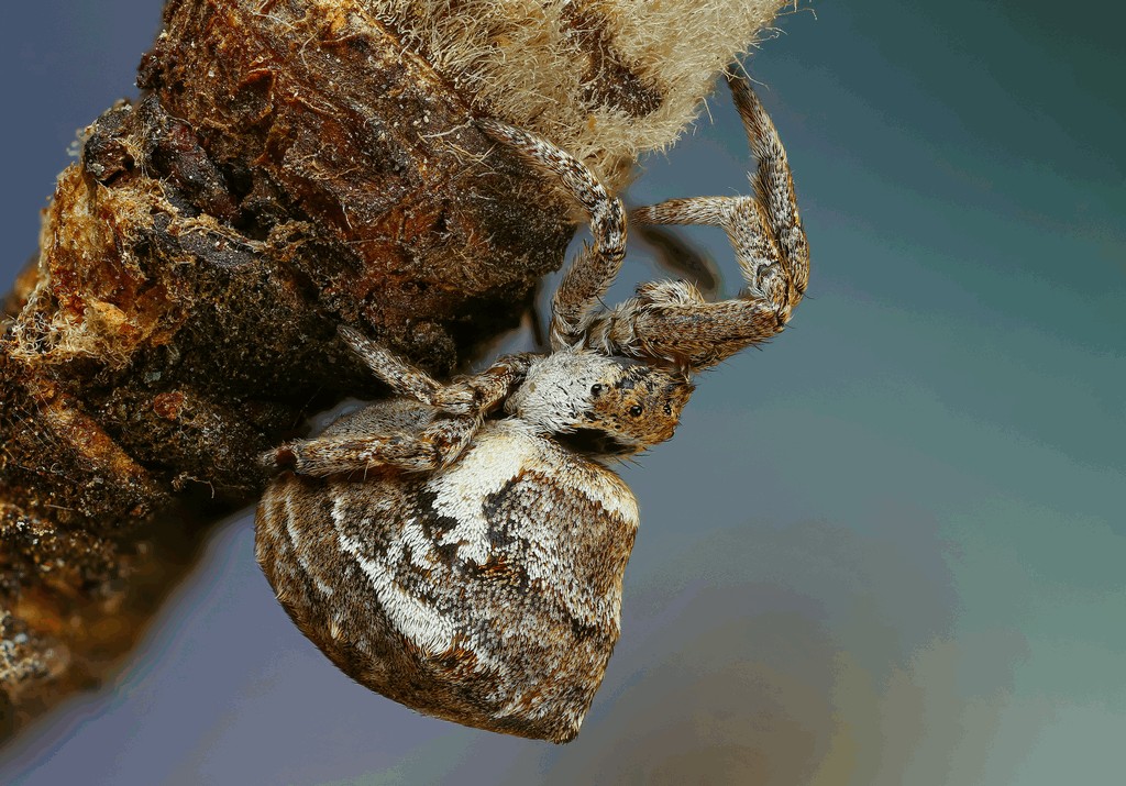 Hyptiotes_paradoxus-1.jpg