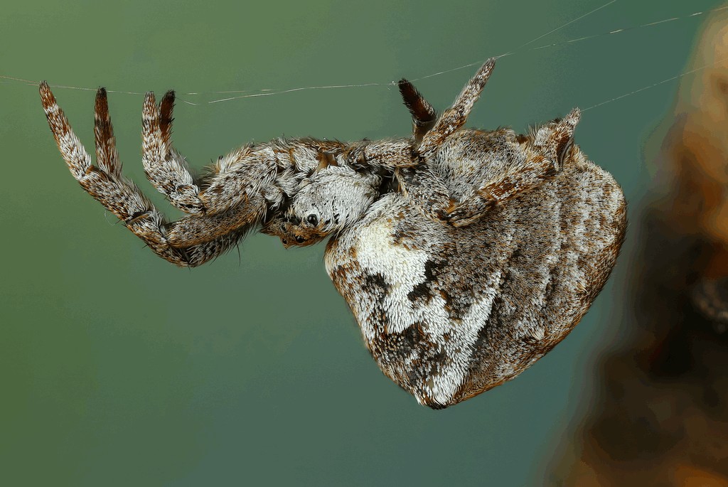 Hyptiotes_paradoxus-3.jpg