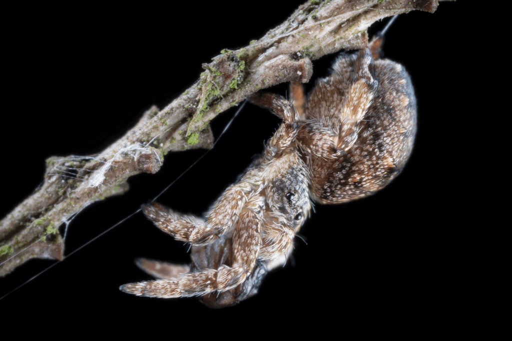 Hyptiotes_paradoxus-5.jpg