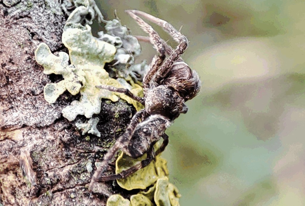 Hyptiotes_paradoxus-6.jpg