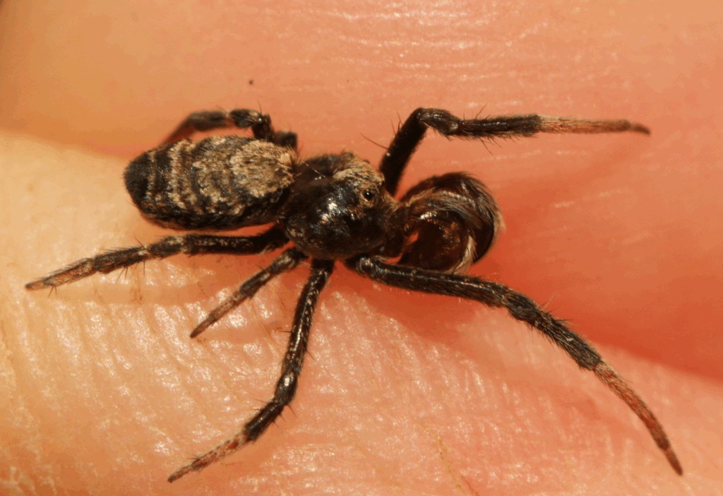 Hyptiotes_paradoxus-7.jpg