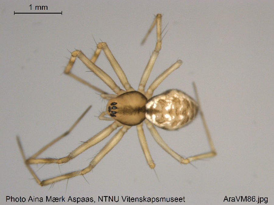 Incestophantes_crucifer-1.jpg