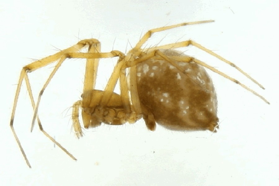 Incestophantes_crucifer-2.jpg
