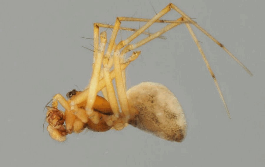Incestophantes_crucifer-3.jpg