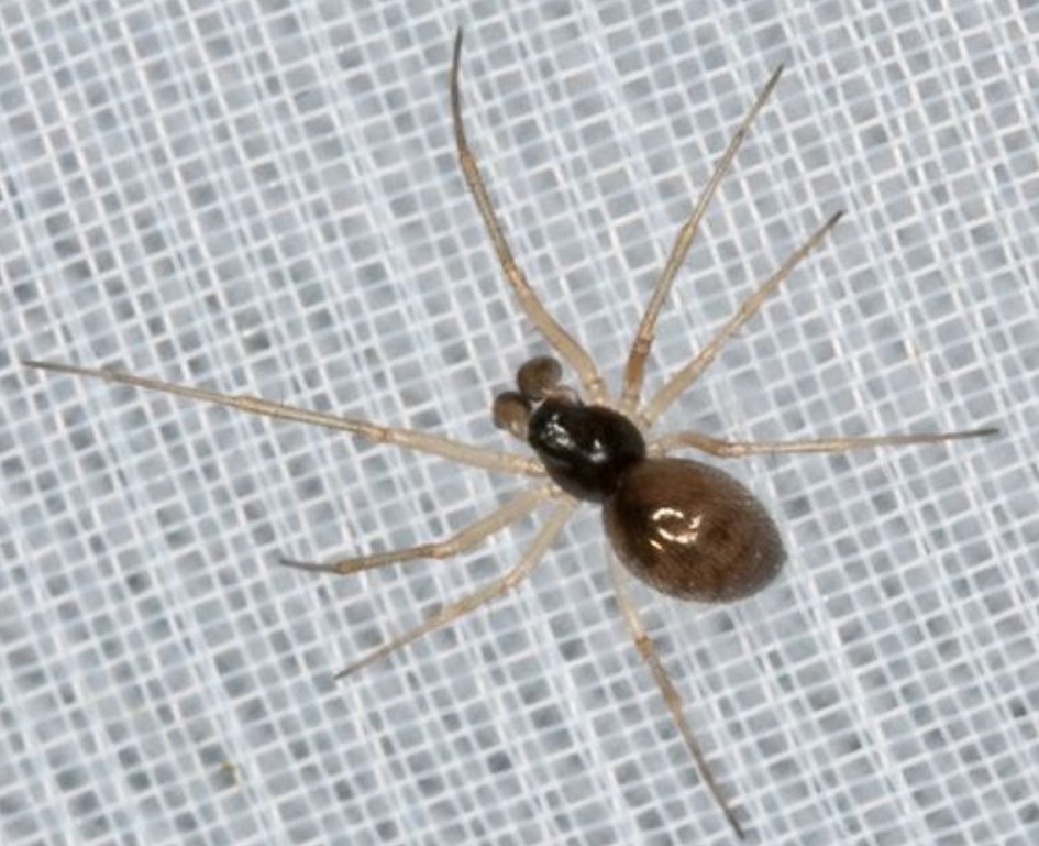 Kaestneria_dorsalis-1.jpg