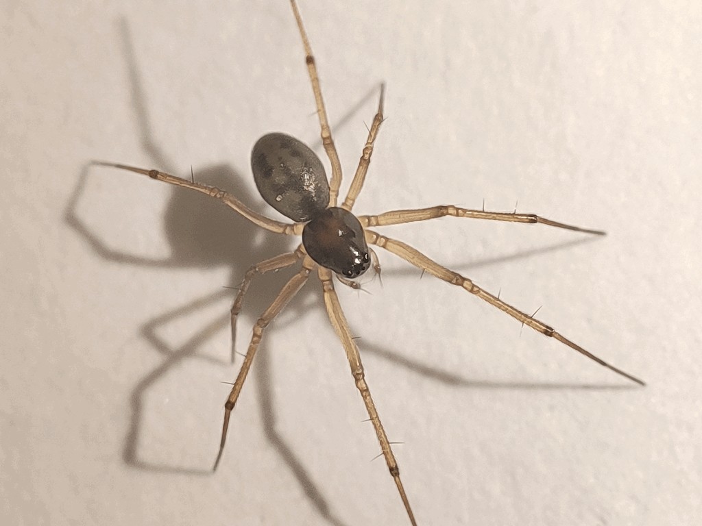 Kaestneria_pullata-1.jpg