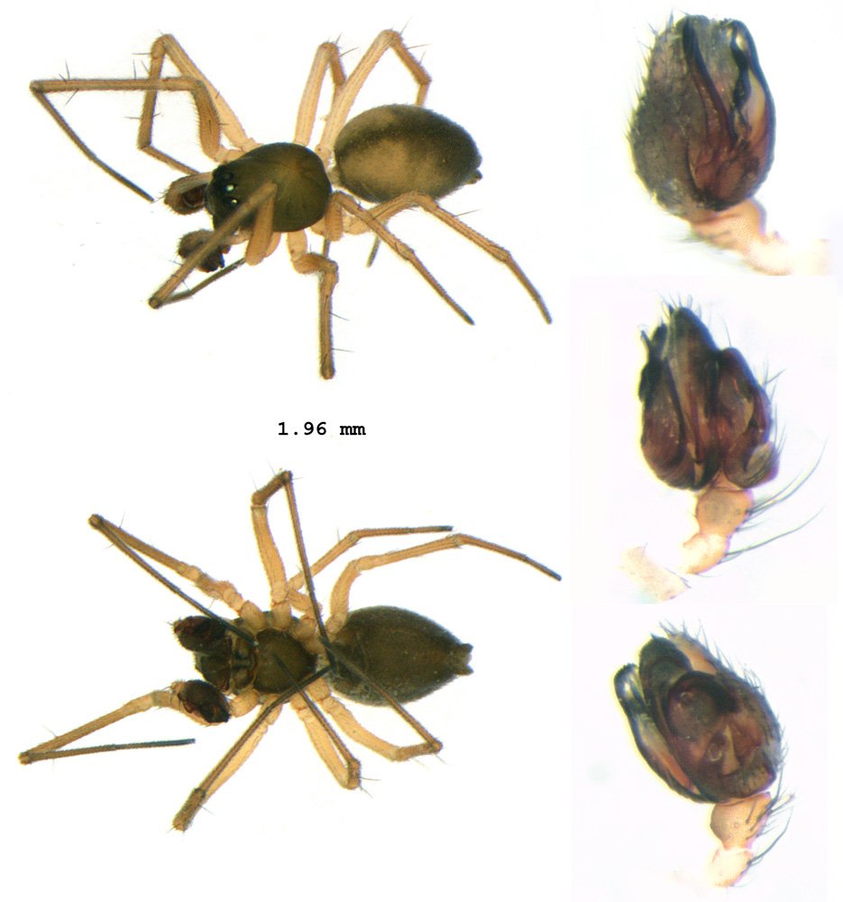 Kaestneria_pullata-4.jpg