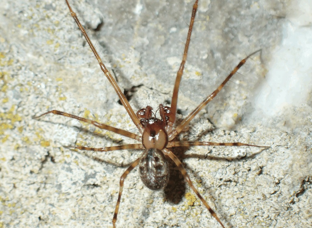 Labulla_thoracica-3.jpg