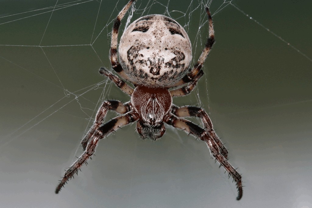 Larinioides_cornutus-1.jpg