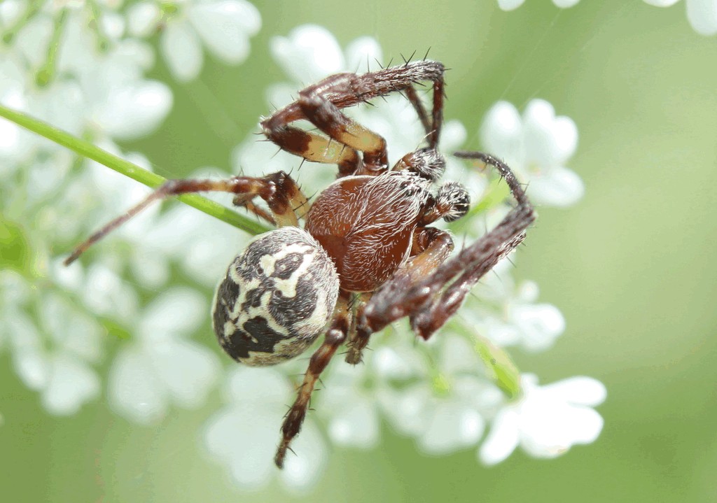 Larinioides_cornutus-2.jpg