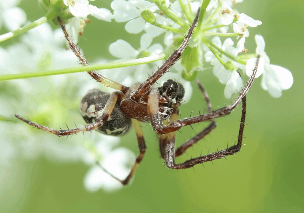 Larinioides_cornutus-3.jpg