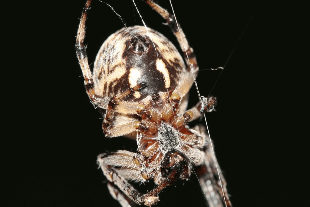 Larinioides_cornutus-4.jpg