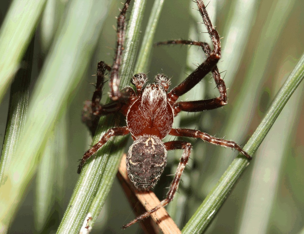 Larinioides_cornutus-5.jpg