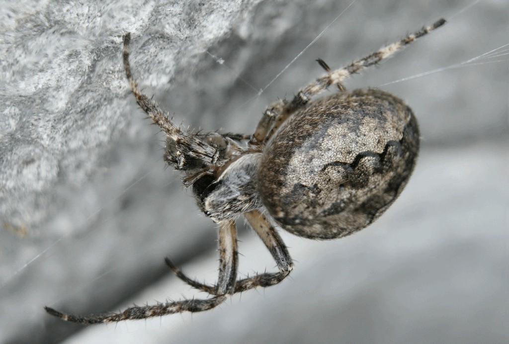 Larinioides_ixobolus-1.jpg