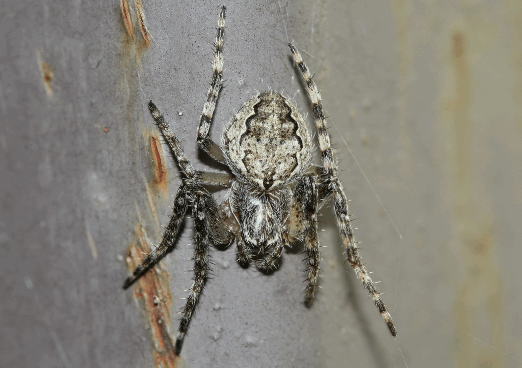 Larinioides_ixobolus-2.jpg