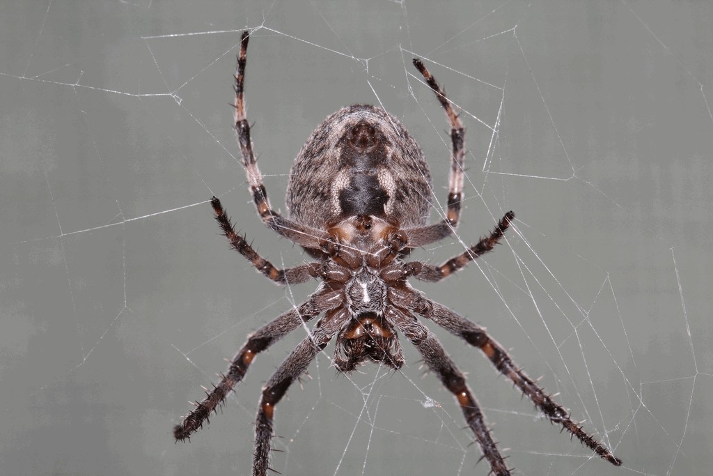 Larinioides_ixobolus-3.jpg