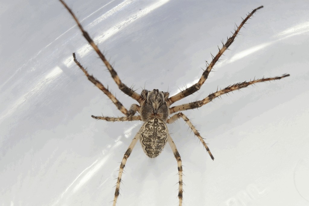 Larinioides_ixobolus-4.jpg