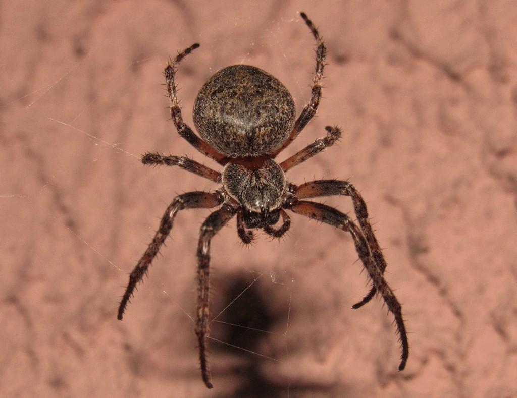 Larinioides_ixobolus-5.jpg