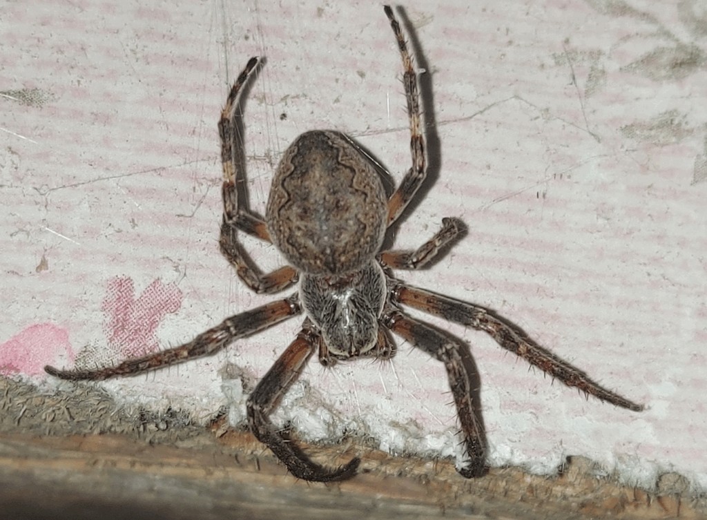 Larinioides_ixobolus-6.jpg