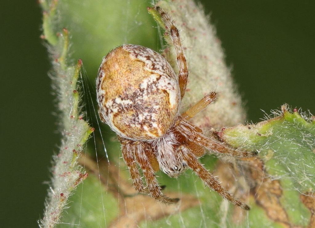 Larinioides_patagiatus-1.jpg
