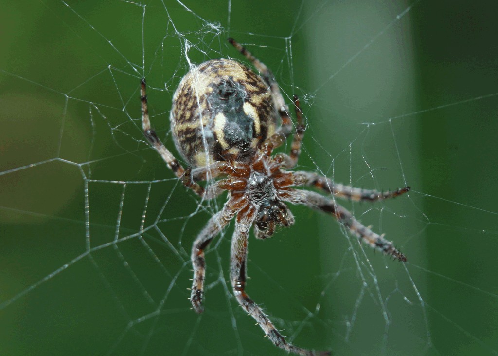 Larinioides_patagiatus-2.jpg