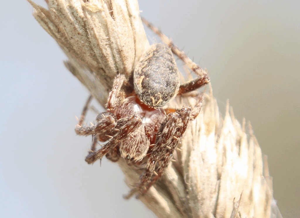 Larinioides_patagiatus-3.jpg