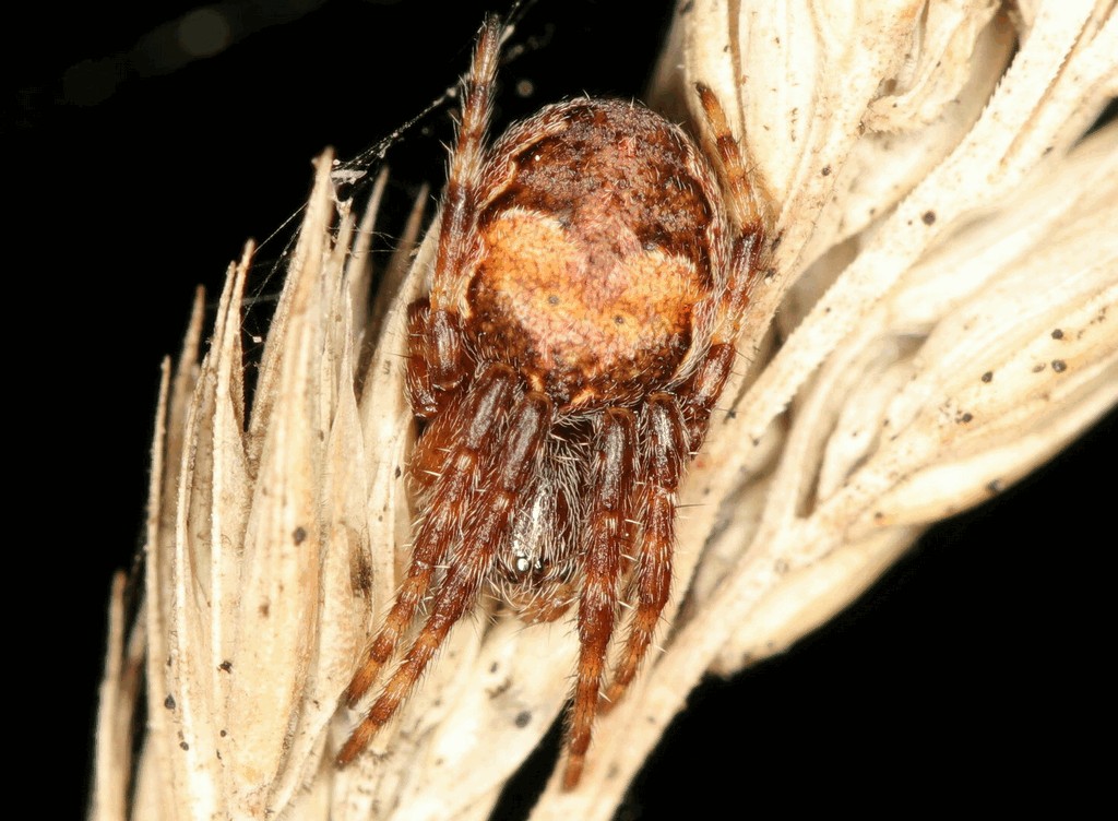 Larinioides_patagiatus-4.jpg