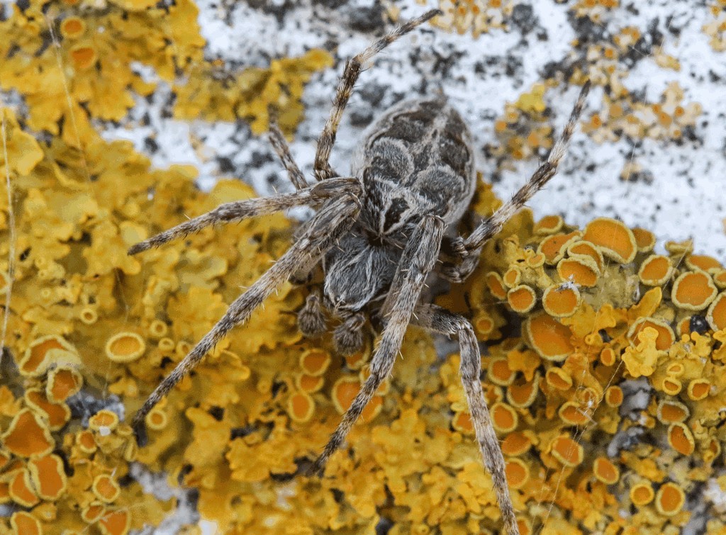 Larinioides_sclopetarius-1.jpg