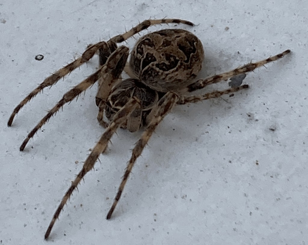 Larinioides_sclopetarius-2.jpg