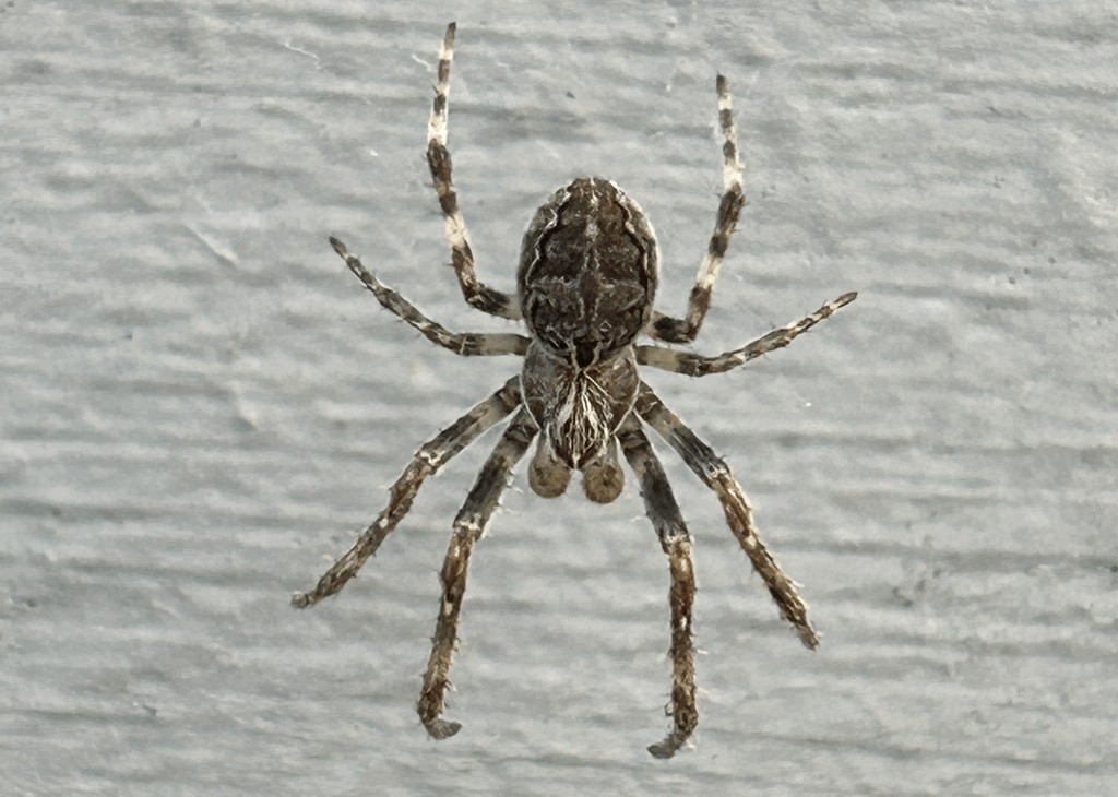Larinioides_sclopetarius-3.jpg