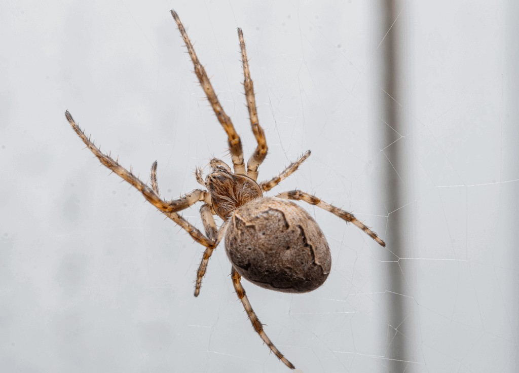 Larinioides_sclopetarius-4.jpg