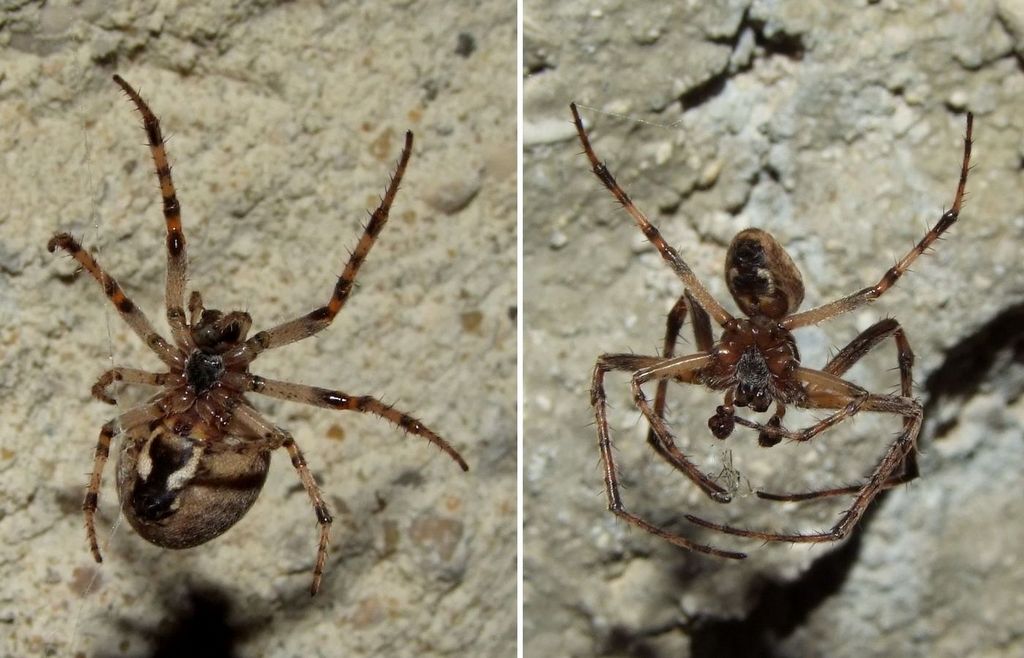 Larinioides_sclopetarius-5.jpg