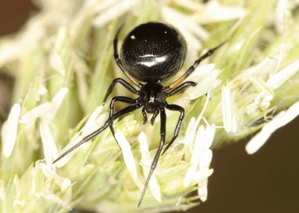 Lasaeola_tristis-1.jpg
