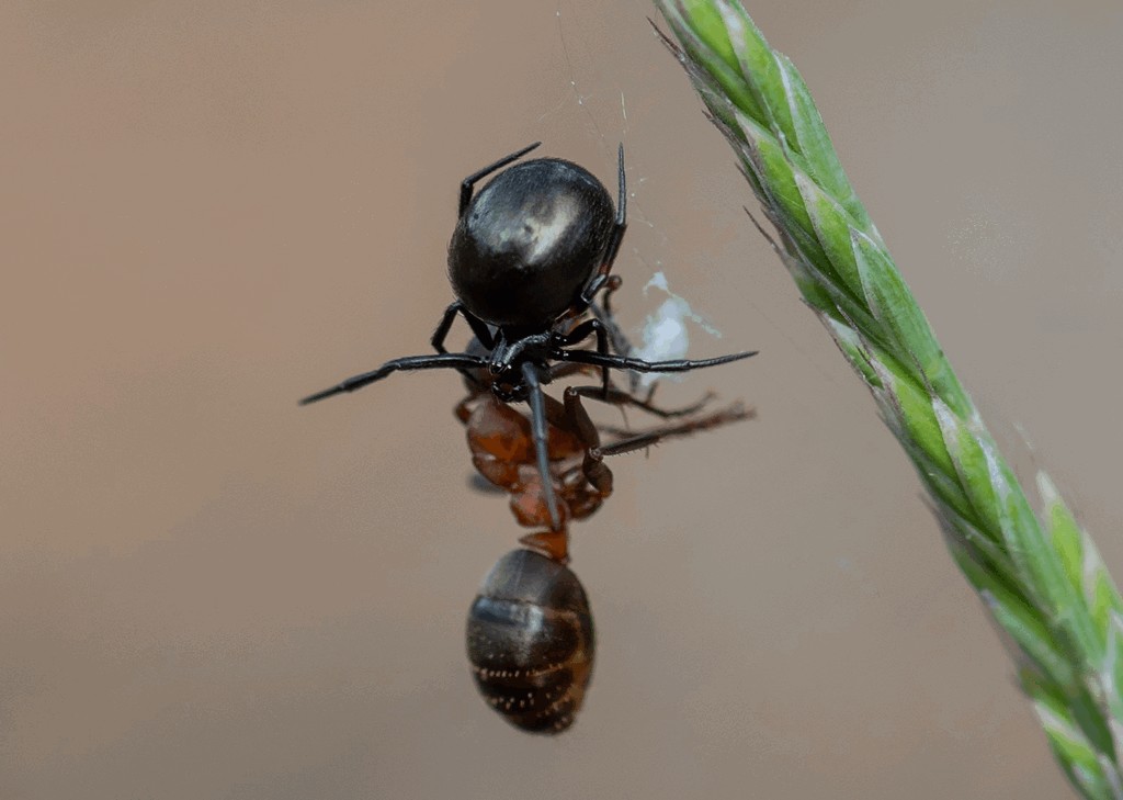Lasaeola_tristis-3.jpg