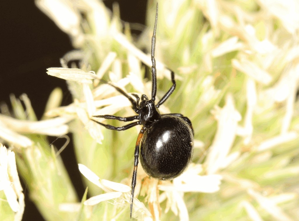 Lasaeola_tristis-5.jpg